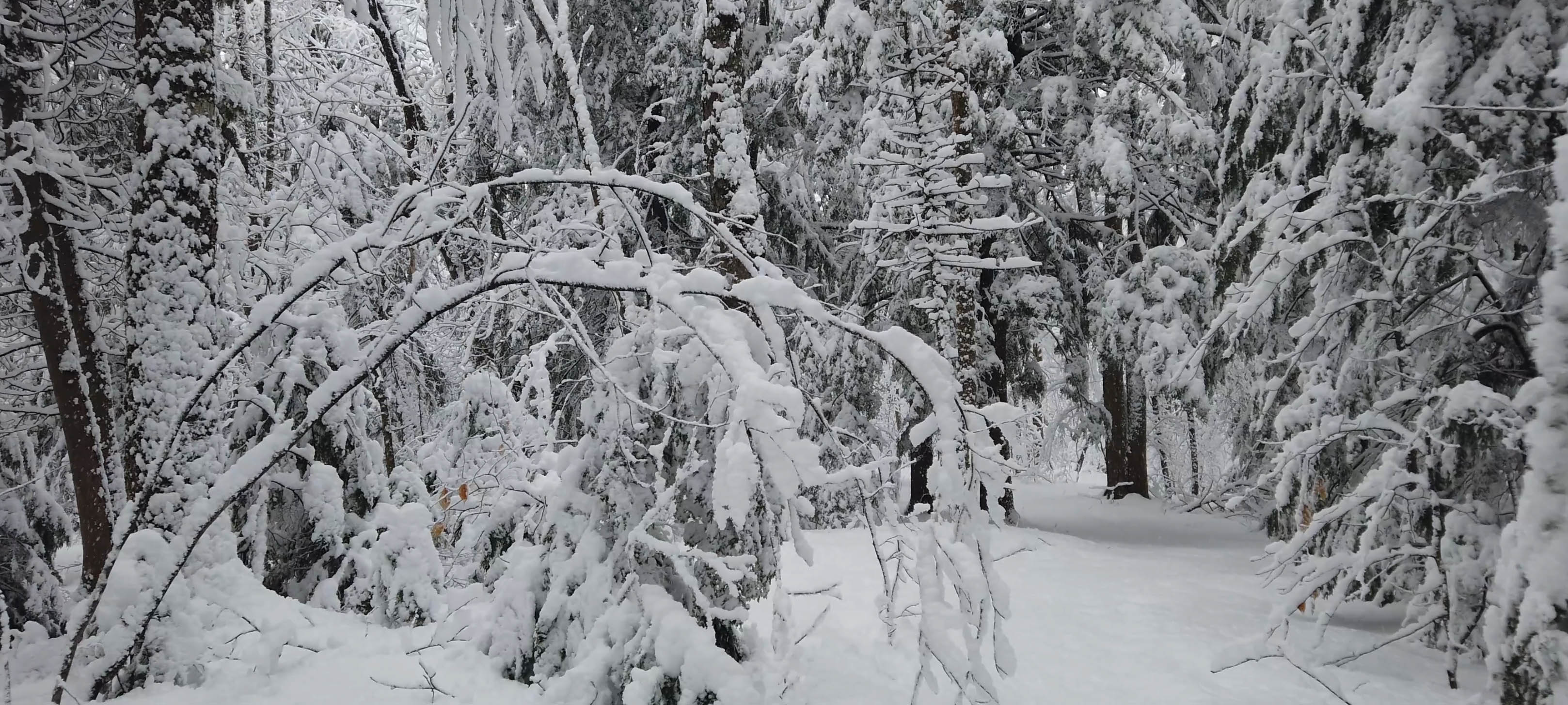 Amis du Boisé des Soeurs
